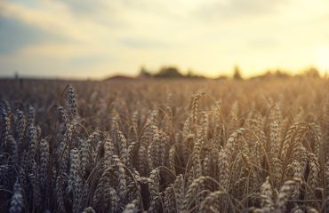 Middle East fertiliser crisis likely to hit smaller bulk carriers